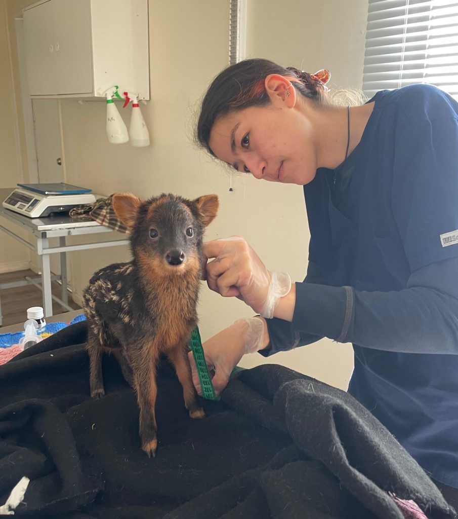 cynaplus-chile-silvestre